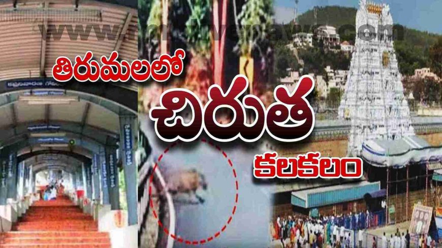 తిరుమలలో చిరుత కలకలం! భయాందోళనలో భక్తులు